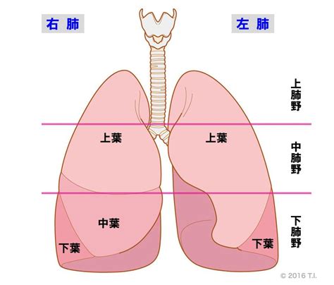 肺 位置|【3